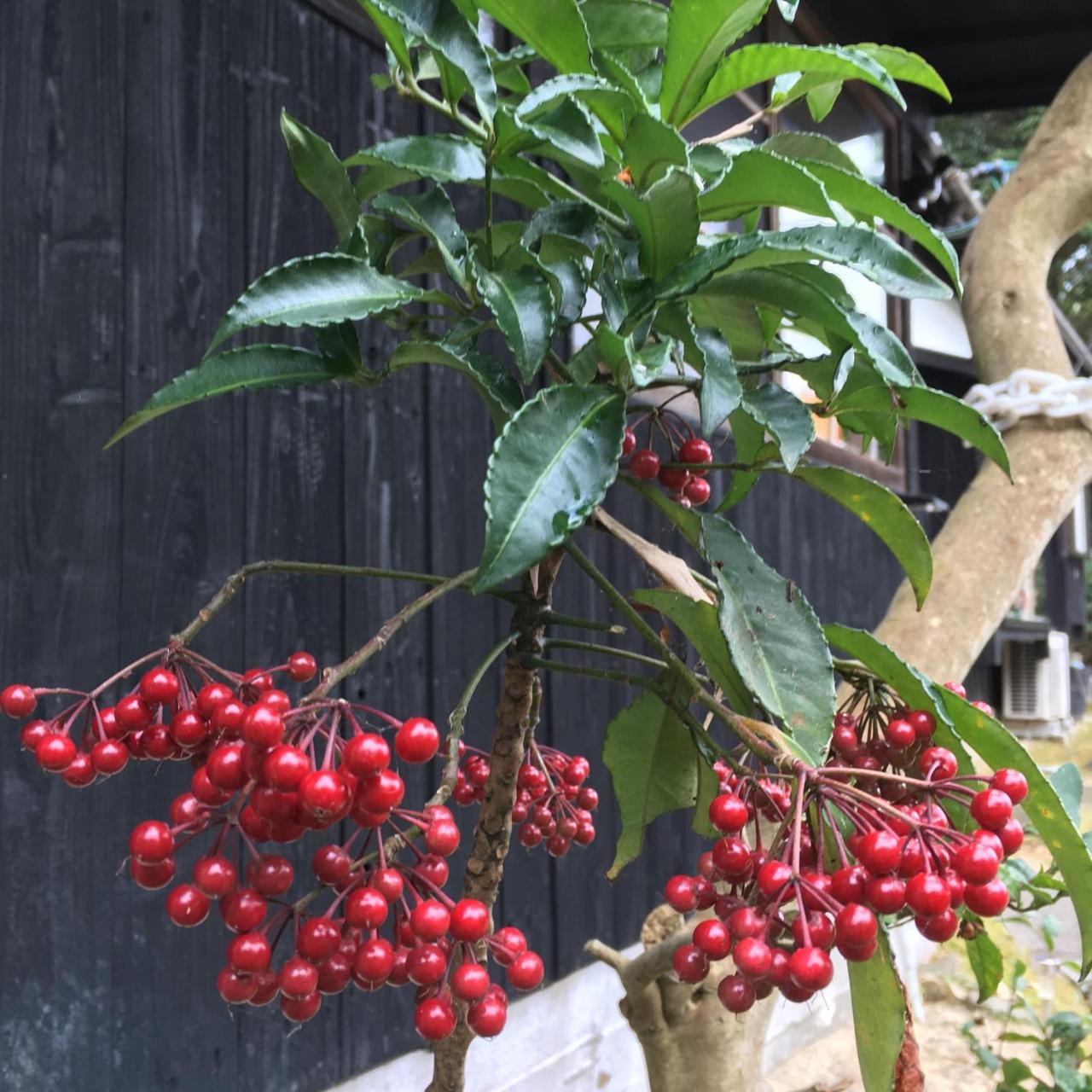 Bamboo Village Guest House Naoshima Εξωτερικό φωτογραφία